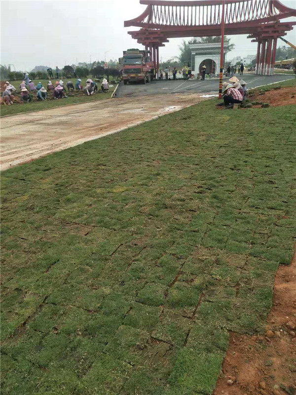  昂热主场草皮质量遭批，联盟介入调查整改  